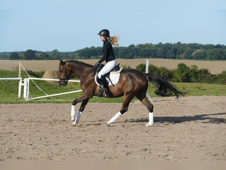 Trakehner Gelding 4 years 15,2 hh Brown in Ganschow