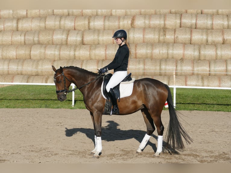 Trakehner Gelding 4 years 15,2 hh Brown in Ganschow