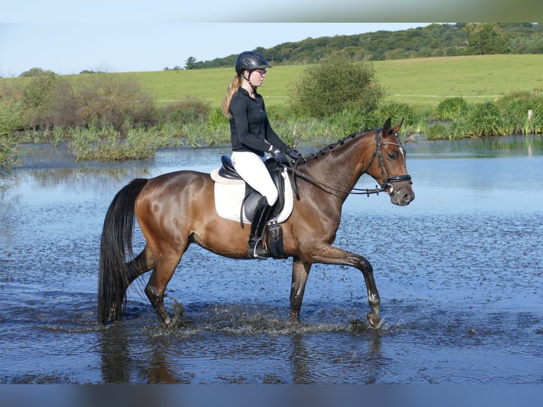 Trakehner Gelding 4 years 15,2 hh Brown in Ganschow