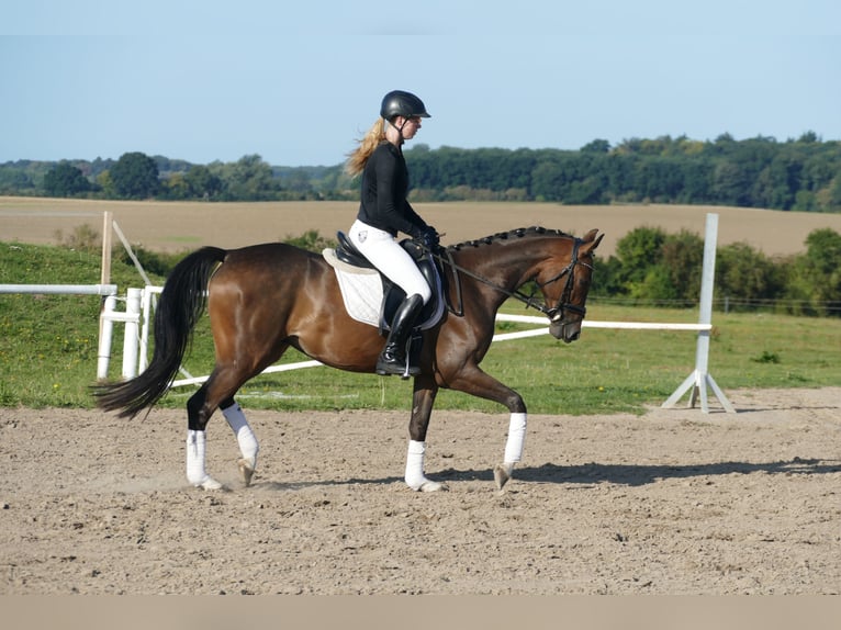 Trakehner Gelding 4 years 15,2 hh Brown in Ganschow