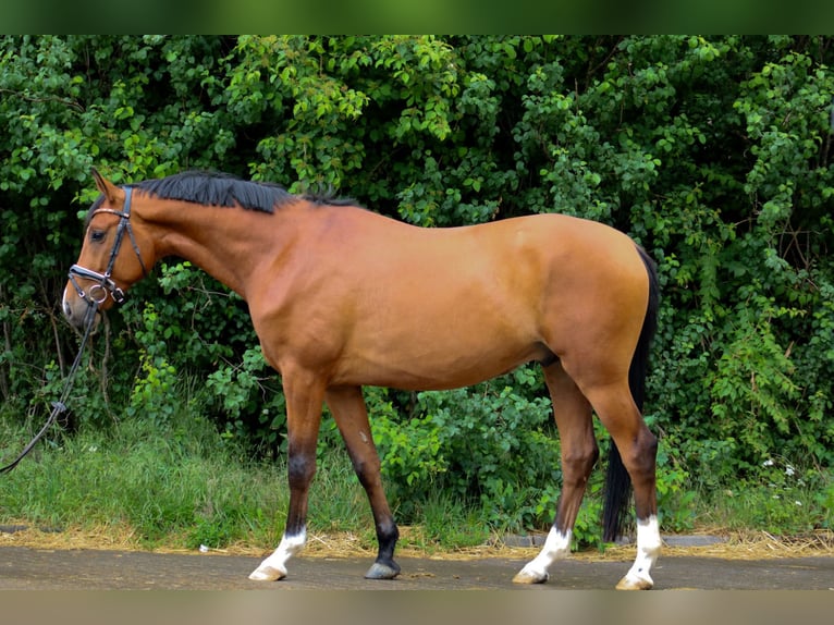 Trakehner Gelding 4 years 15,2 hh Brown in Wartenberg
