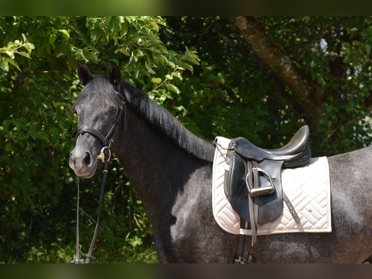 Trakehner Gelding 4 years 15,3 hh Gray-Dark-Tan in Nohfelden