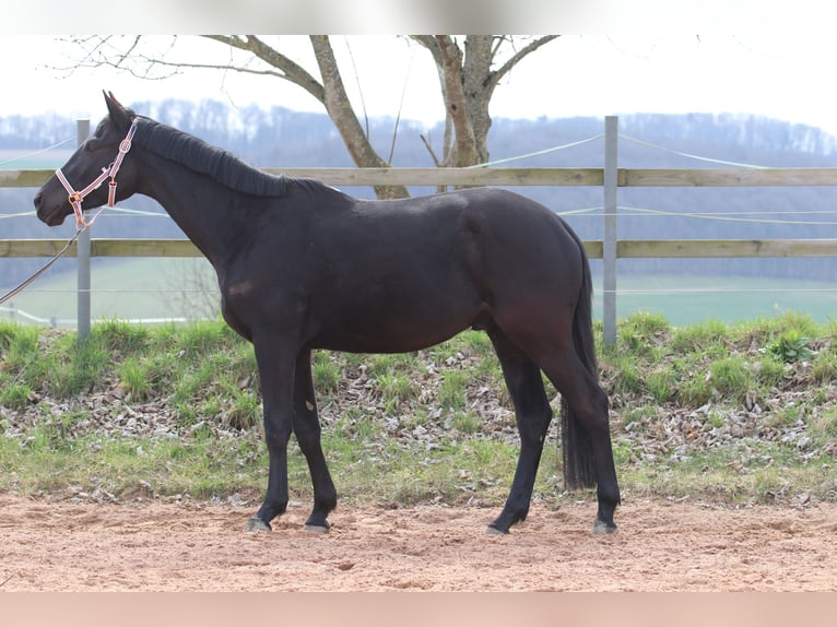 Trakehner Gelding 4 years 16.1 hh Bay-Dark in Quir