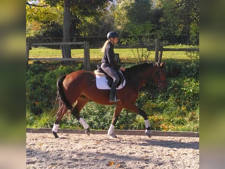 Trakehner Gelding 4 years 16,1 hh Brown in Bingen am Rhein