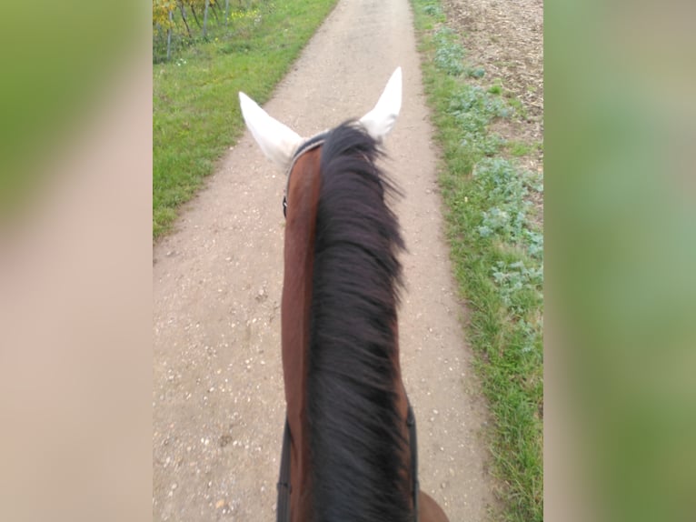 Trakehner Gelding 4 years 16,1 hh Brown in Bingen am Rhein