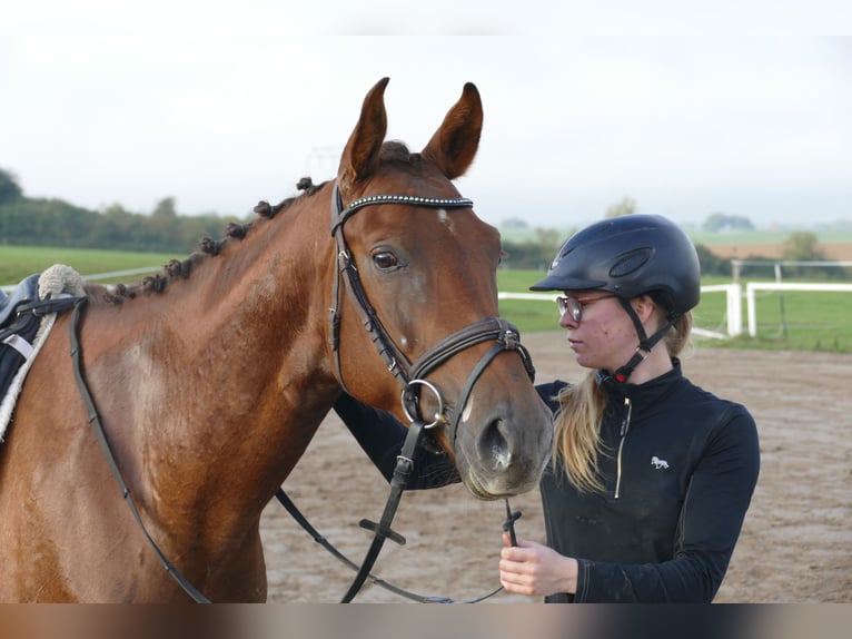 Trakehner Gelding 4 years 16,1 hh Chestnut in Ganschow