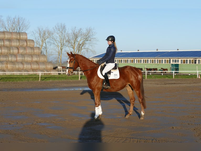 Trakehner Gelding 4 years 16.1 hh Chestnut-Red in Ganschow