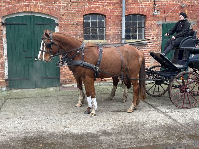 Trakehner Gelding 4 years 16.1 hh Chestnut-Red in Ganschow