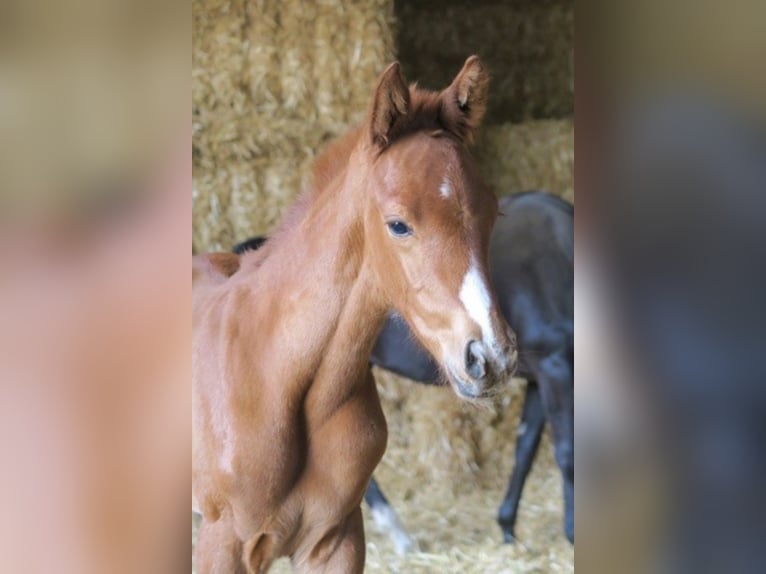 Trakehner Gelding 4 years 16,1 hh Chestnut-Red in Günzburg