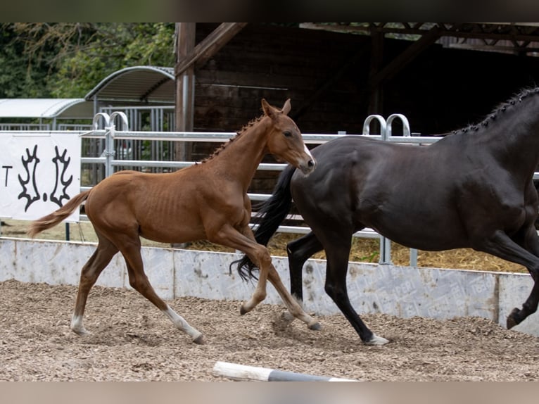 Trakehner Gelding 4 years 16,1 hh Chestnut-Red in Günzburg