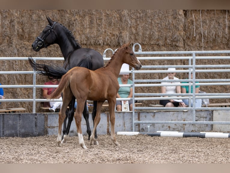 Trakehner Gelding 4 years 16,1 hh Chestnut-Red in Günzburg