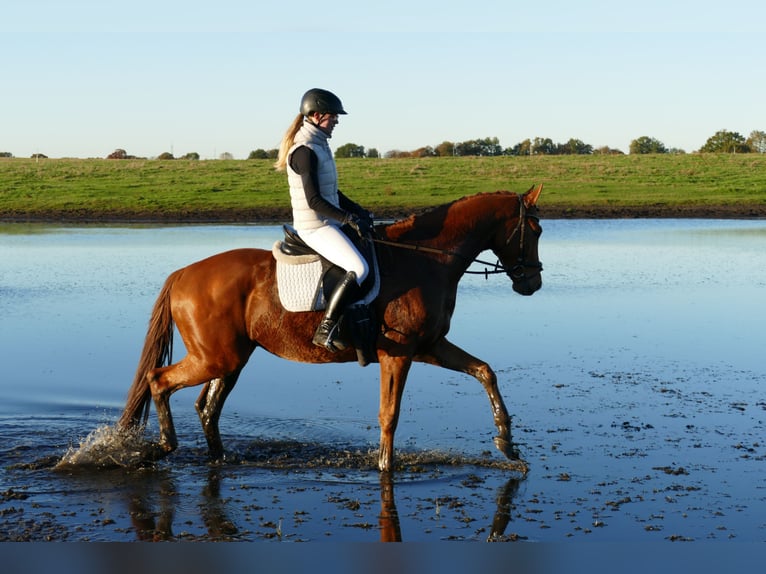 Trakehner Gelding 4 years 16,1 hh Chestnut-Red in Ganschow