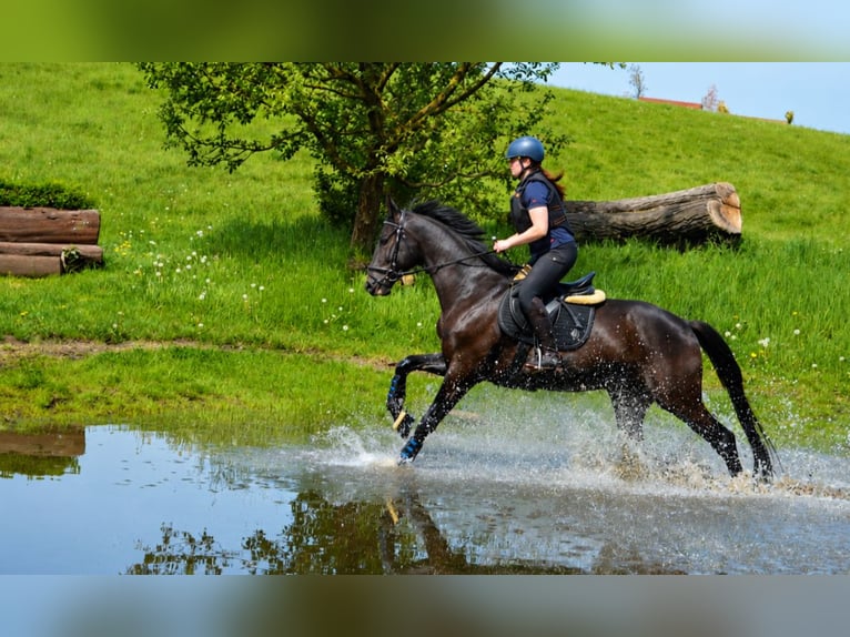 Trakehner Gelding 4 years 16.1 hh Smoky-Black in Uslar