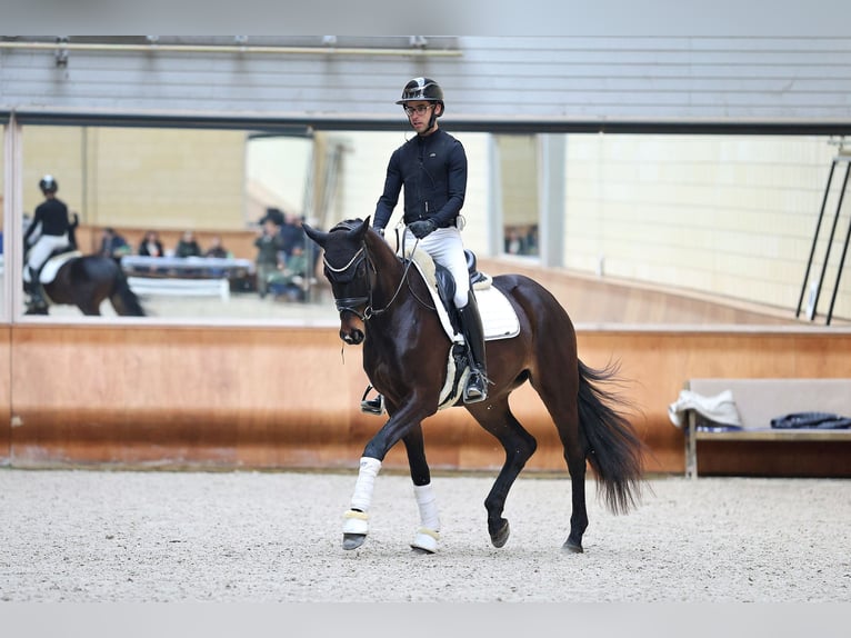 Trakehner Gelding 4 years 16.2 hh Bay-Dark in Forst