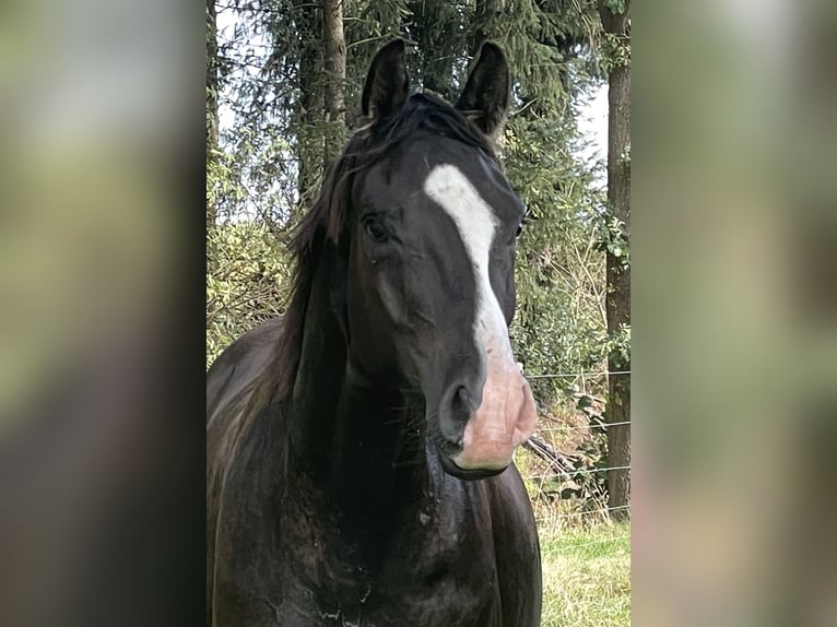 Trakehner Gelding 4 years 16.2 hh Bay-Dark in Schiffdorf- Wehdel