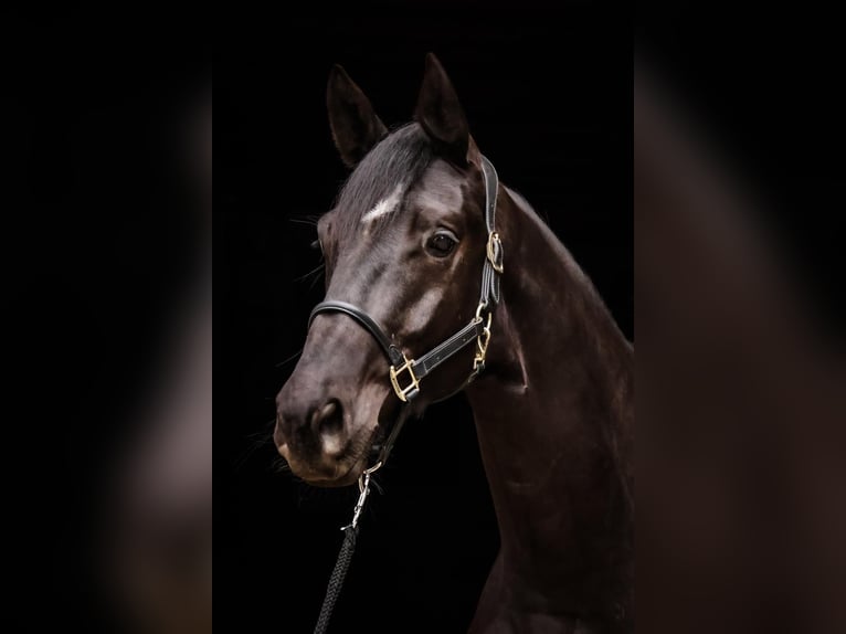Trakehner Gelding 4 years 16.2 hh Black in Roßdorf