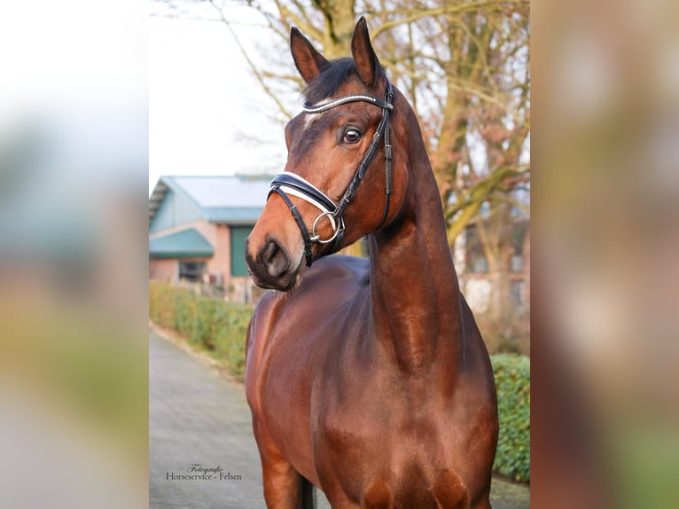 Trakehner Gelding 4 years 16.2 hh Brown in Essen (Oldenburg)