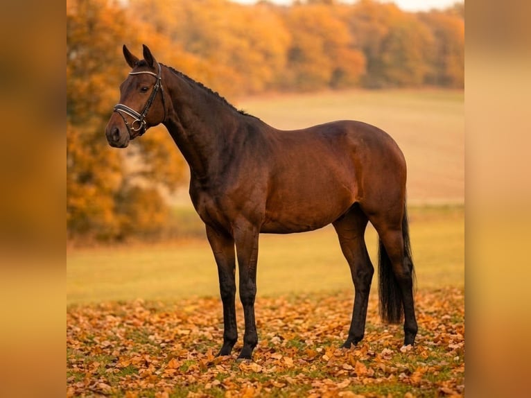 Trakehner Gelding 4 years 16.2 hh Brown in Eldena