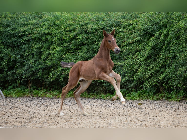 Trakehner Gelding 4 years 16,2 hh Brown in Walsrode