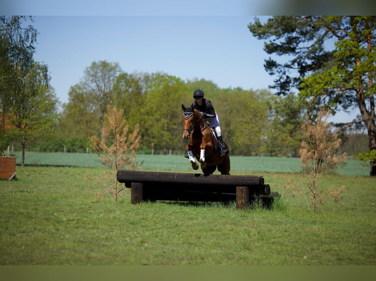 Trakehner Gelding 4 years 16.2 hh Chestnut-Red in Dannenberg (Elbe)