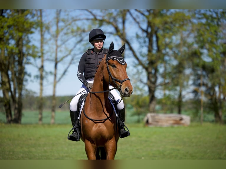 Trakehner Gelding 4 years 16.2 hh Chestnut-Red in Dannenberg (Elbe)
