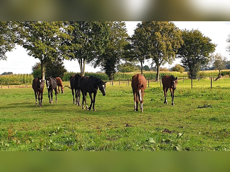 Trakehner Gelding 4 years 16,2 hh in Kleve