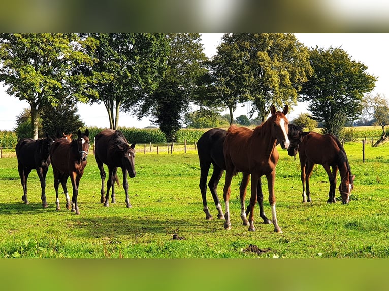 Trakehner Gelding 4 years 16,2 hh in Kleve