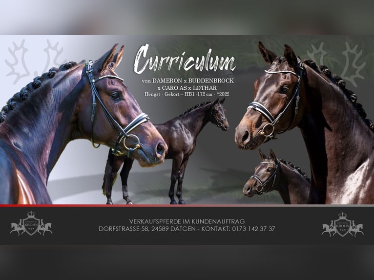 Trakehner Gelding 4 years 16.3 hh Smoky-Black in Dätgen