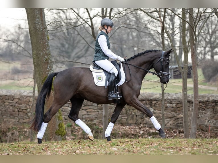 Trakehner Gelding 4 years 16 hh Bay-Dark in Moritzburg
