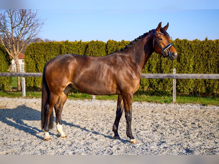 Trakehner Gelding 4 years 16 hh Bay-Dark in Petting