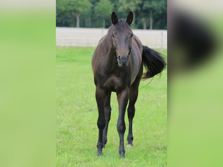 Trakehner Gelding 4 years 16 hh Bay-Dark in Westerstede