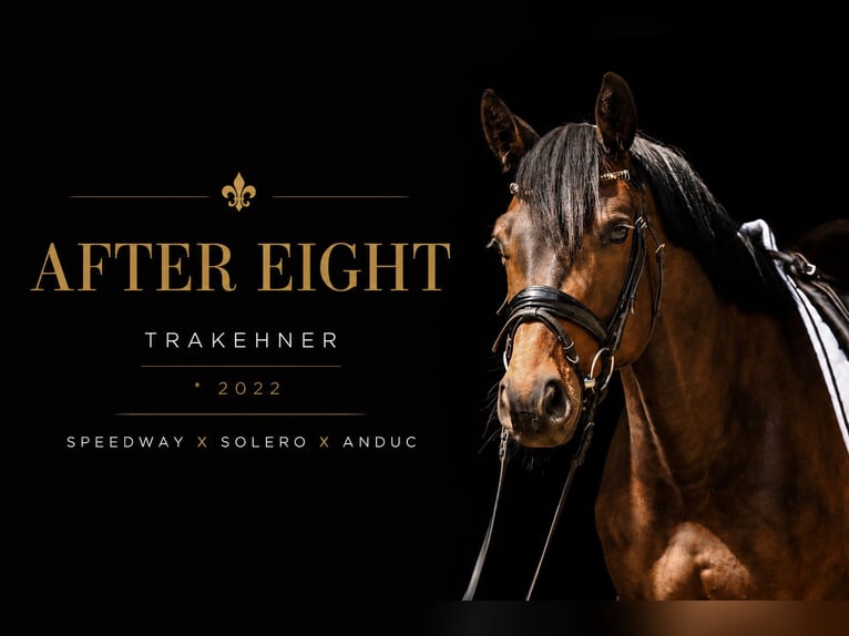 Trakehner Gelding 4 years 16 hh Bay-Dark in Roßdorf