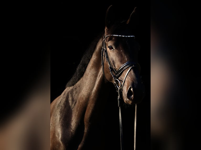 Trakehner Gelding 4 years 16 hh Bay-Dark in Massenhausen