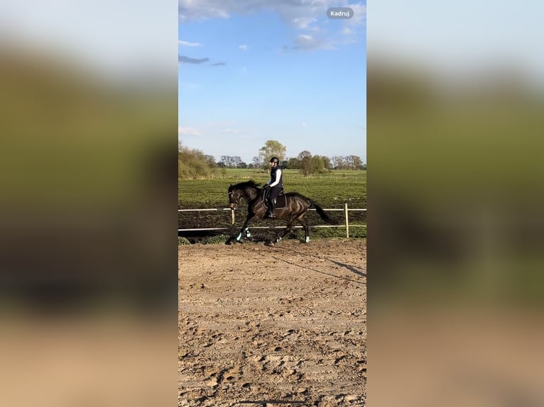 Trakehner Gelding 4 years 16 hh Bay-Dark in Wicko