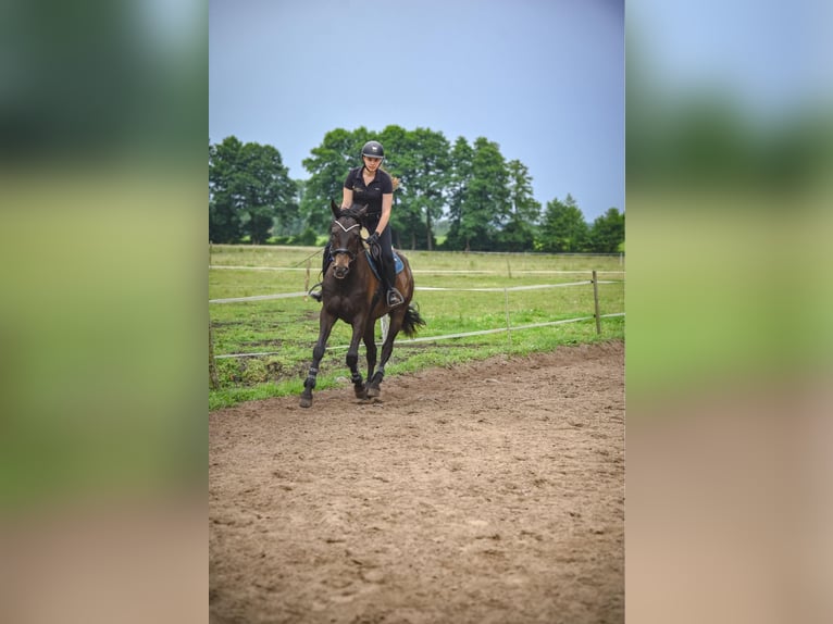 Trakehner Gelding 4 years 16 hh Bay-Dark in Wicko