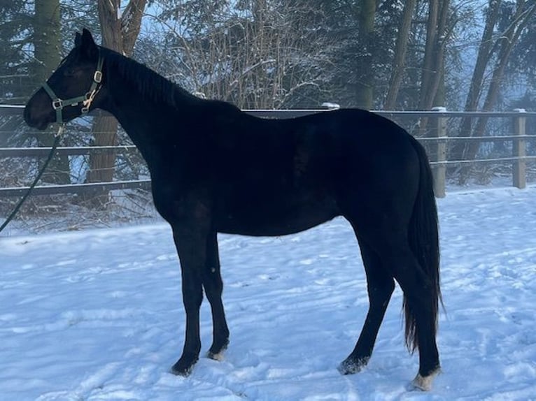 Trakehner Gelding 4 years 16 hh Black in Schwerte