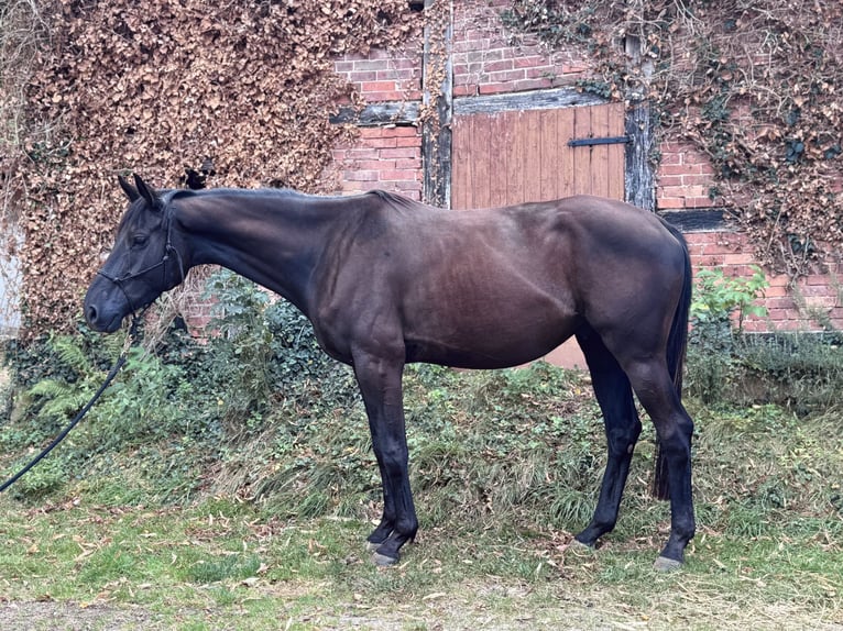 Trakehner Gelding 4 years 16 hh Black in Bad M&#xFC;nder am Deister