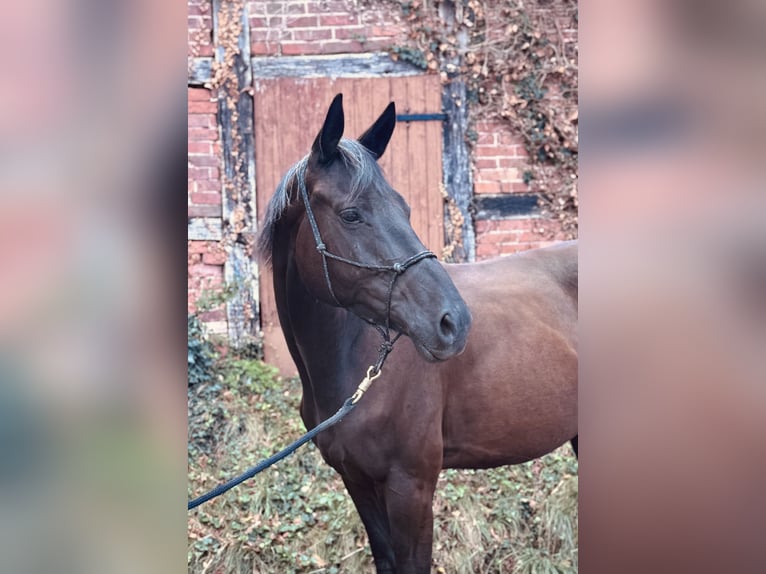 Trakehner Gelding 4 years 16 hh Black in Bad M&#xFC;nder am Deister