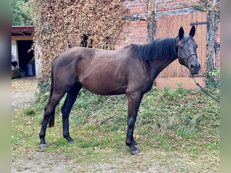 Trakehner Gelding 4 years 16 hh Black in Bad M&#xFC;nder am Deister