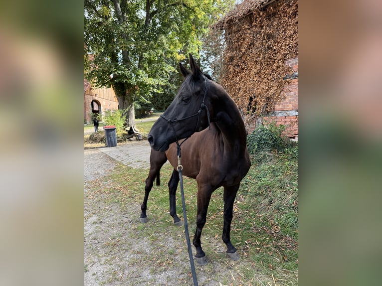 Trakehner Gelding 4 years 16 hh Black in Bad M&#xFC;nder am Deister