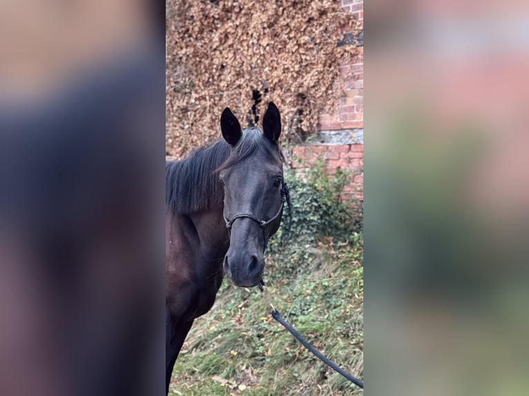 Trakehner Gelding 4 years 16 hh Black in Bad M&#xFC;nder am Deister
