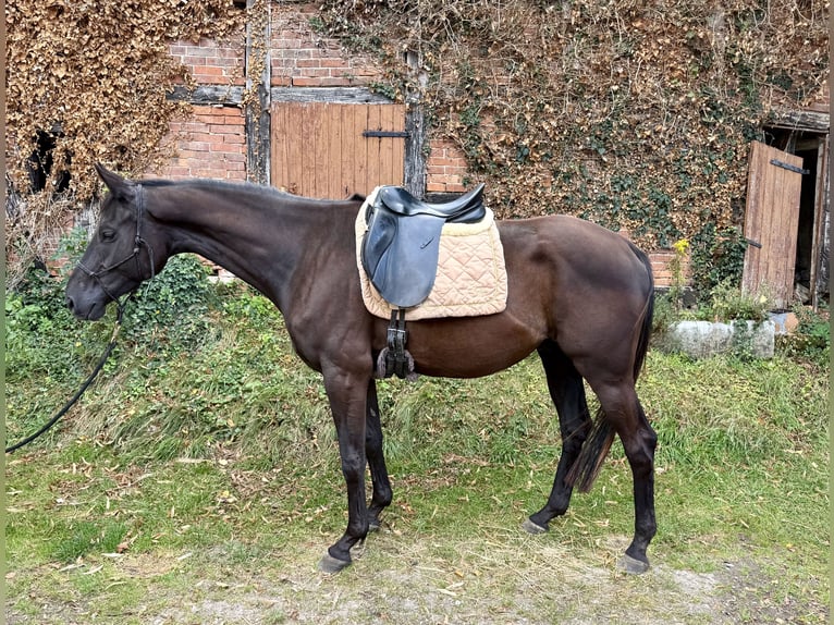 Trakehner Gelding 4 years 16 hh Black in Bad M&#xFC;nder am Deister