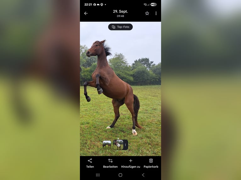 Trakehner Gelding 4 years 16 hh Brown in Nüsttal