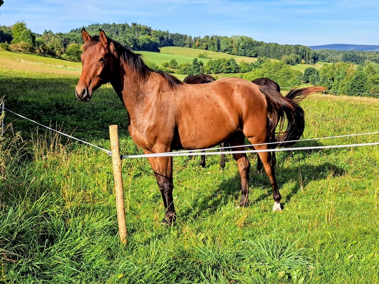 Trakehner Gelding 4 years 16 hh Brown in Nüsttal
