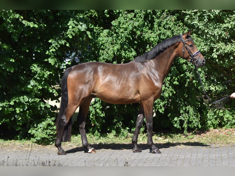 Trakehner Gelding 4 years 16 hh Brown in Herbstein