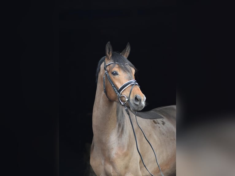 Trakehner Gelding 4 years 16 hh Brown in Herbstein