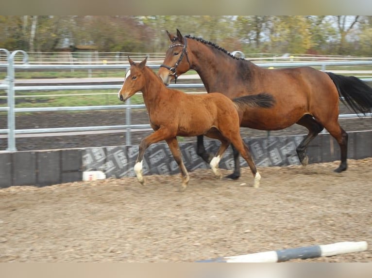 Trakehner Gelding 4 years 16 hh Brown in G&#xFC;nzburg