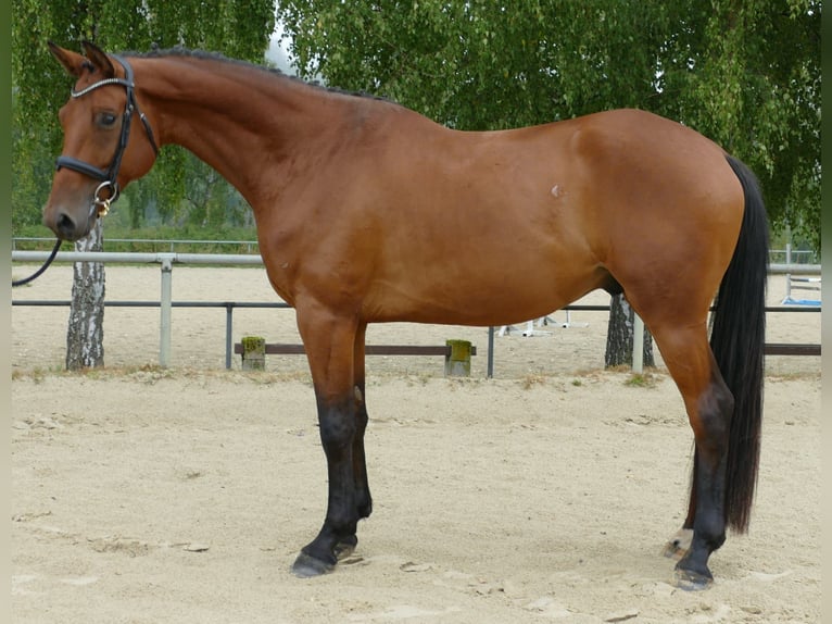 Trakehner Gelding 4 years 16 hh Brown in Oggelshausen
