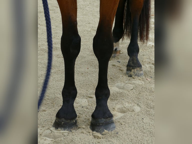 Trakehner Gelding 4 years 16 hh Brown in Oggelshausen