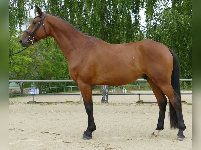 Trakehner Gelding 4 years 16 hh Brown in Oggelshausen